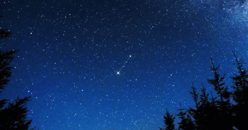 Procyon